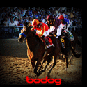 Bodog Horses