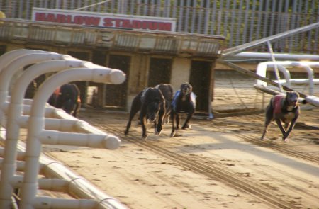 Harlow Greyhound Track