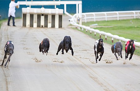 Henlow Greyhound Track